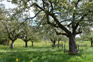 L’Atelier Constant Berger : Pressoir, Cidrerie & Distillerie
